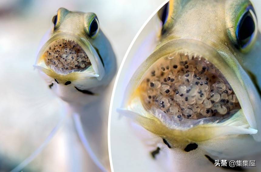 10种动物所产的蛋或卵:形状各异,神奇与怪异并存_鲨鱼_植物_因为