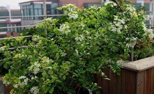 七里香花怎么养(七里香花怎么养殖)