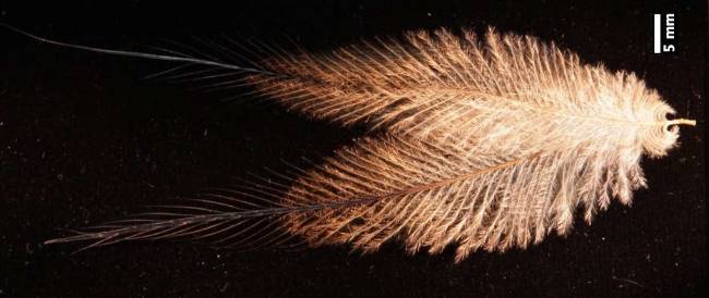 世界上最危险的鸟:它们的羽毛结构竟然如此神奇_颜色_黑色素_鸟类