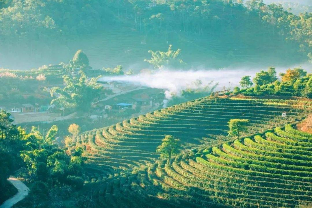 茶行业培训公司_公司茶艺培训_培训茶艺公司名字大全