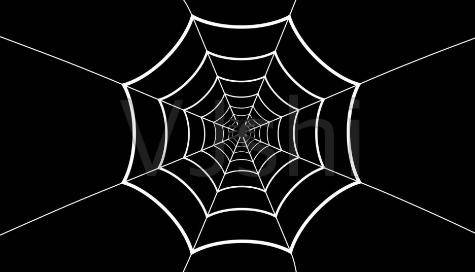 原创蜘蛛结网时第一根线是怎么做到的答案让人惊讶