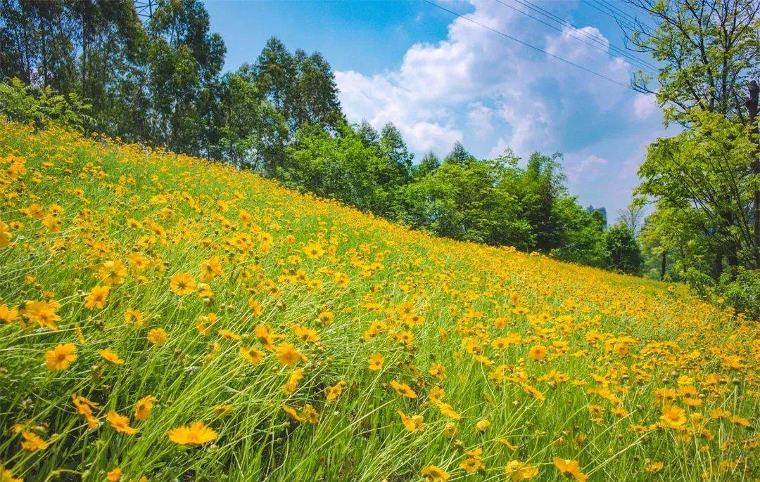 成都南门鹿溪河公园，小黄花开遍山野，现在人少！