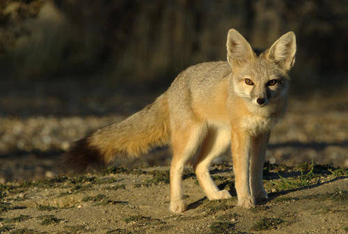 原创你看不见我在你面前也难发现与环境融为一体的伪装学大师