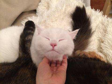 你知道猫咪打呼噜时,意味着什么吗?_时候_那只_时间