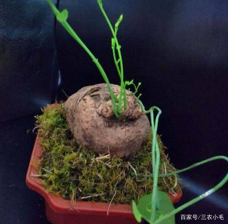 全网很火的千金藤来了看看长啥样河边很常见若遇到请移栽