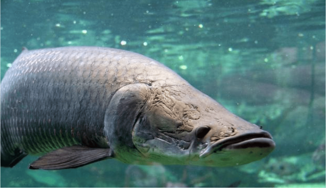原创凶残可怕的食人鱼为何没能在亚马逊河流里泛滥是因天敌太多