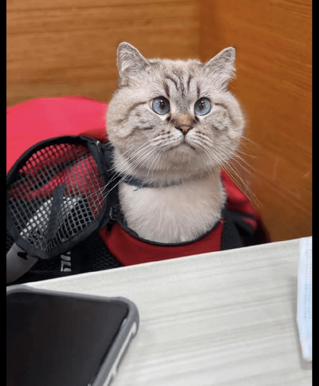 网友带猫咪去餐厅,它伸长了脖子四处张望,好像是一只羊驼啊_样子_宠物