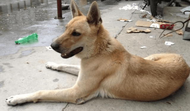 原创土猎犬和土狗区别如何挑选土猎犬