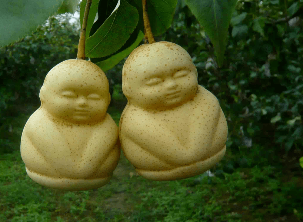 白骨岭与五庄观近在咫尺,为何白骨精不想办法弄人参果而要吃唐僧_孙