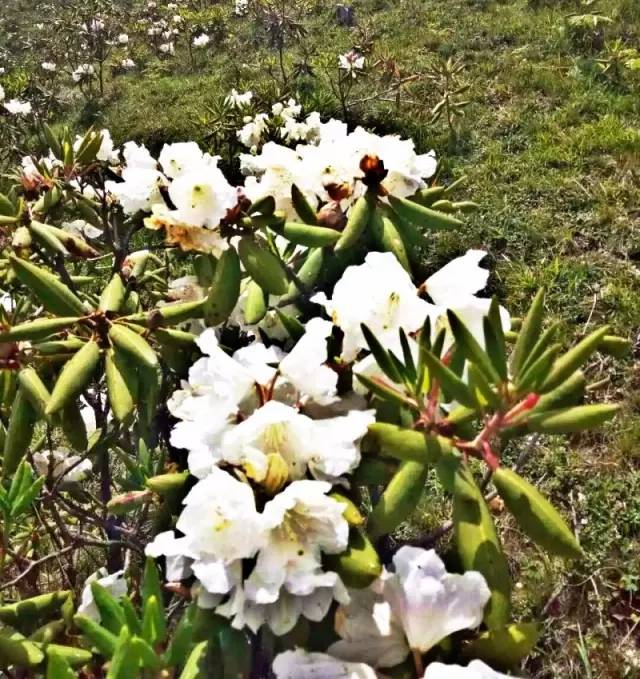 原创春天到昆明吃花杜鹃花也可以做菜