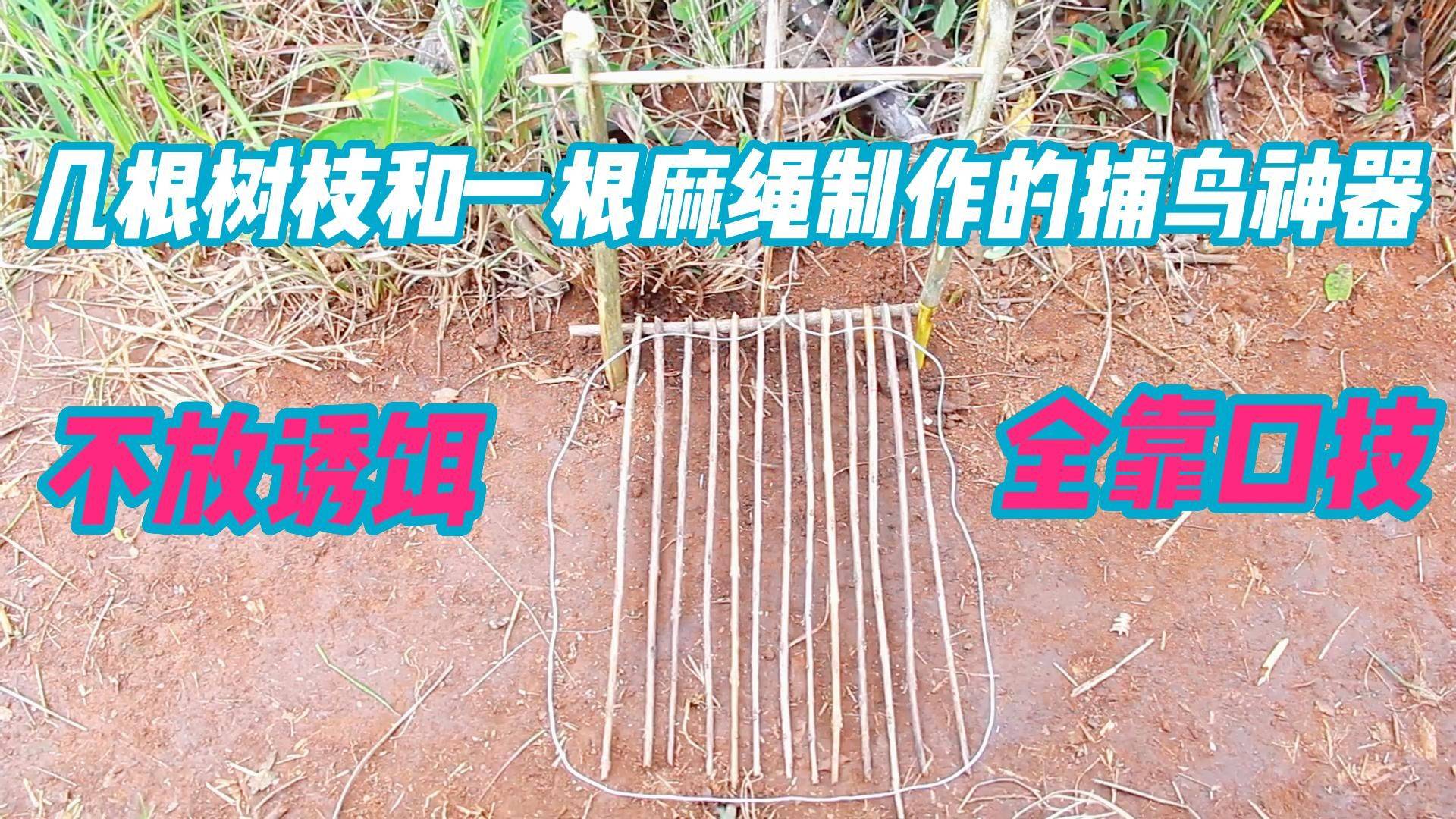 小夥用一個麻繩和幾根樹枝製作的鋪鳥陷阱靠學鳥叫誘騙鳥兒上當