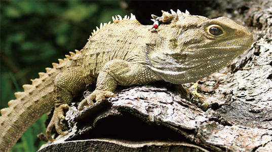 原创活恐龙新西兰大蜥蜴恐龙时代爬行动物的后代寿命长达百年