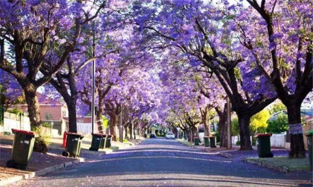 四川一座低调小城，拥有最多最老的花树，比日本樱花更浪漫