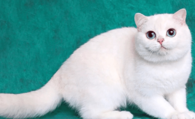 原创为什么不建议养银点银点猫特点