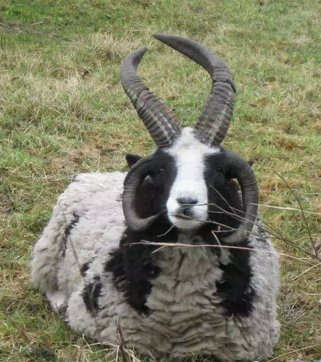 原创18种真实存在于世界上的杂交动物据说99的人认不全