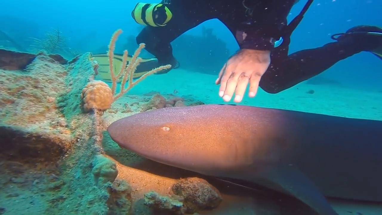 原创它是世界上最温柔的鲨鱼外形憨态可掬就连进食都这么佛系