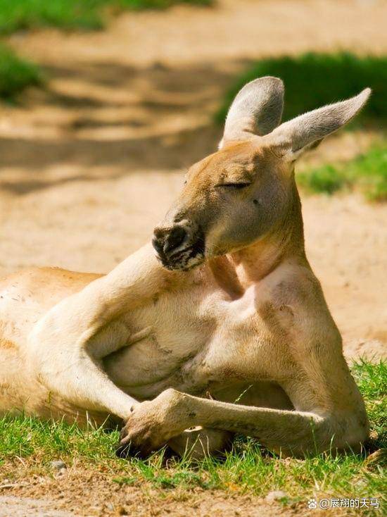 原创澳洲的袋鼠非常多还会攻击人类那么遇到它们能用装死逃生吗