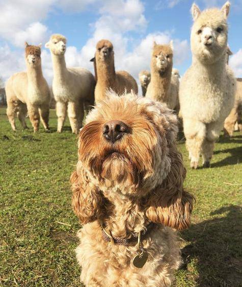 铲屎官准备给贵宾拍照,却被一群羊驼围观:像极了吃瓜时候的我_狗狗