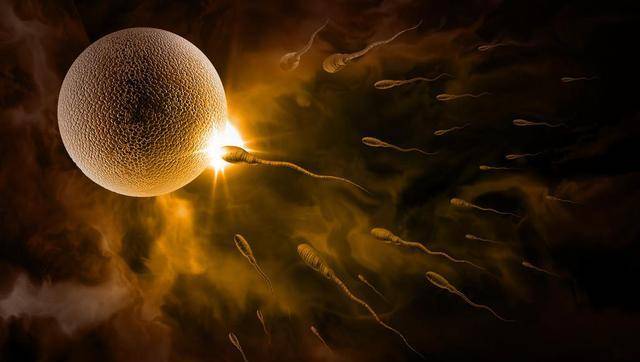 【精子】精子是如何产生的_精子存活时间