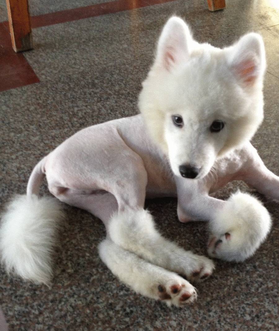 五种虐狗行为告诉汪,你的铲屎官智商已下线,真心"心疼"狗~_狗狗_夏天