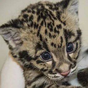 呼籲發聲:豹貓應該成為國家重點保護野生動物_物種_名錄_原則