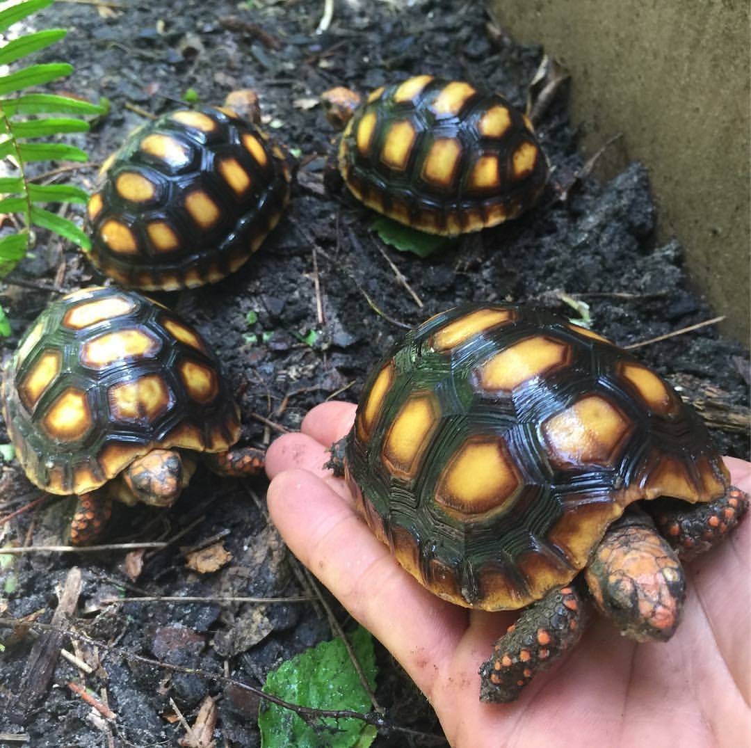 红腿象龟哥伦比亚红腿老板红腿樱桃红腿象龟