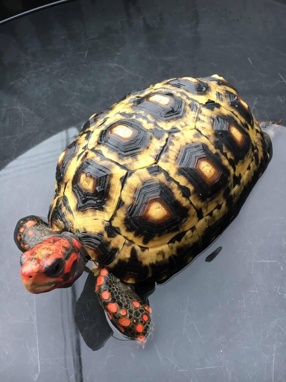 红腿象龟哥伦比亚红腿老板红腿樱桃红腿象龟