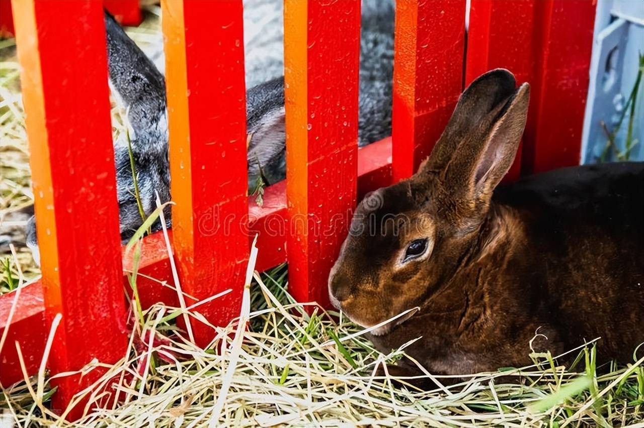养兔小课堂:氧氟沙星可以给兔子滴吗