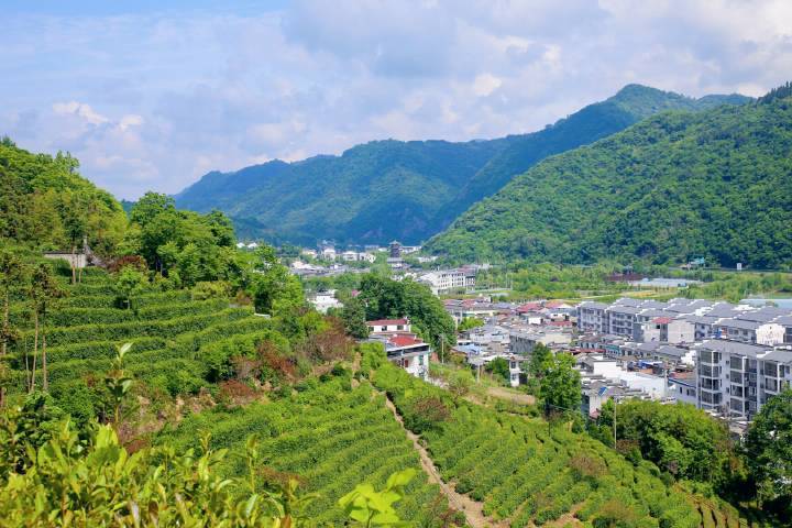 平利县长安镇打造茶景观创新茶产品讲好茶故事