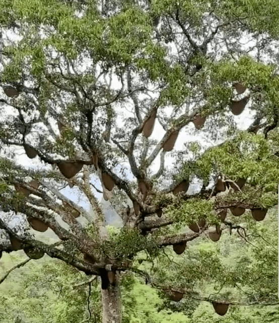 树林马蜂窝图片