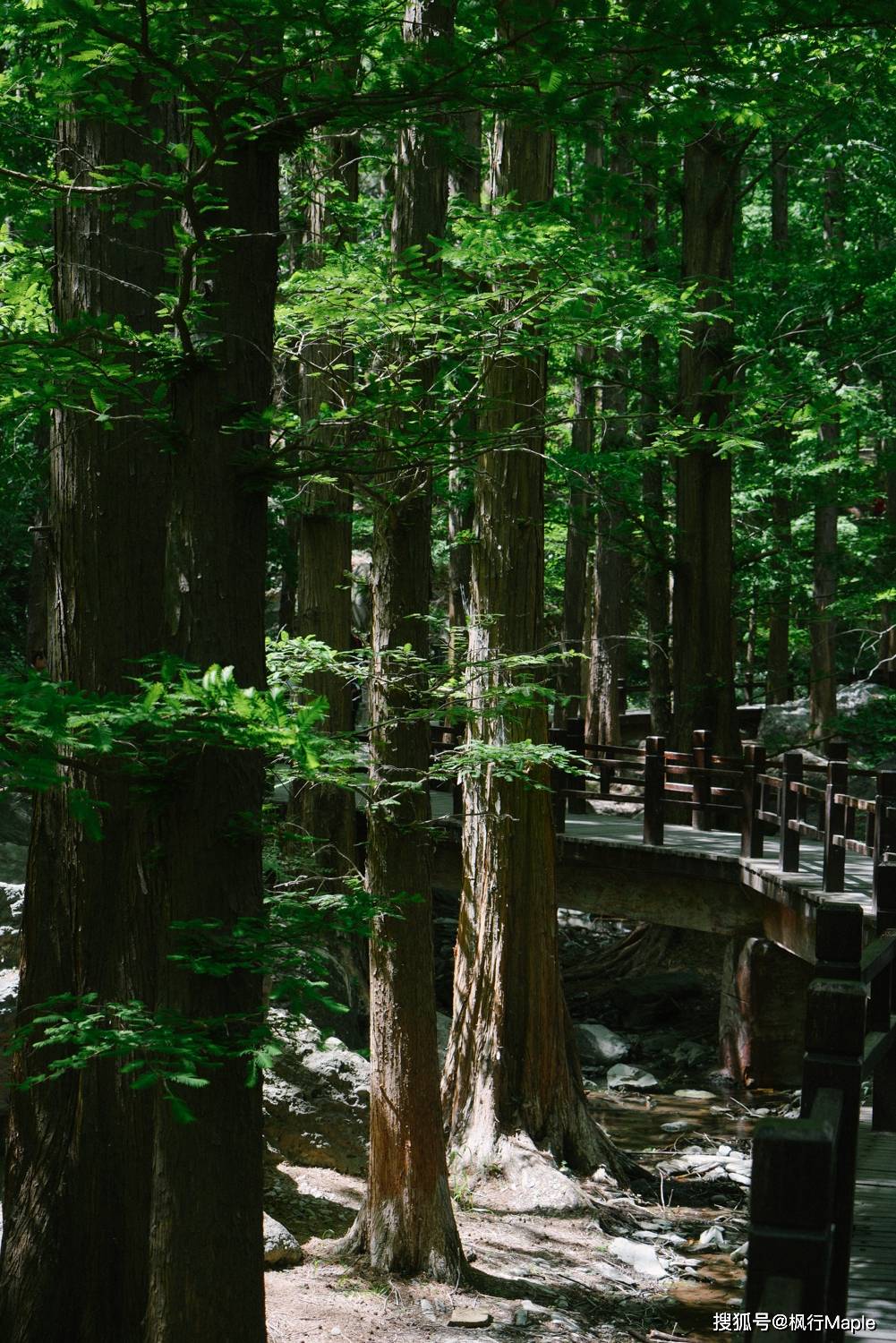 藏在植物园里的暮光森林：活化石水杉、木栈道、水源头，附攻略