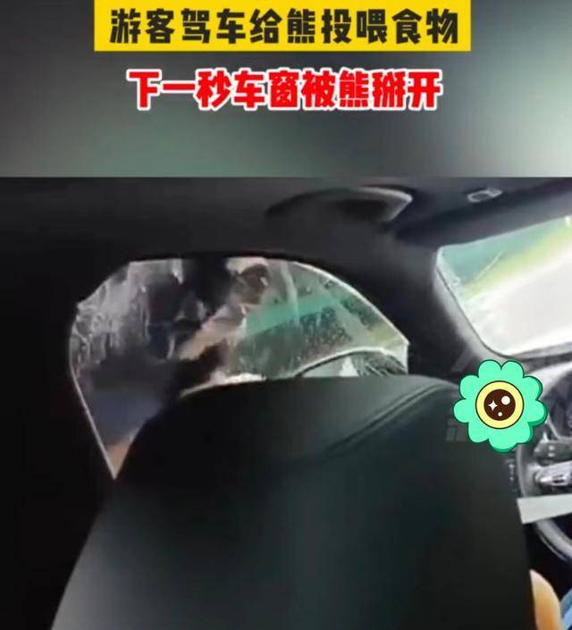 原创             重庆游客自驾游途中，给黑熊投食物陷入窘境，车窗竟被它徒手掰开