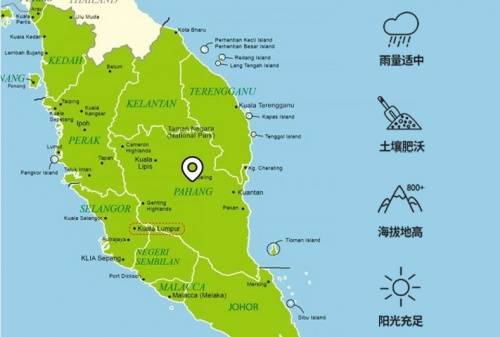 猫山旺正宗马来西亚d197猫山王榴莲