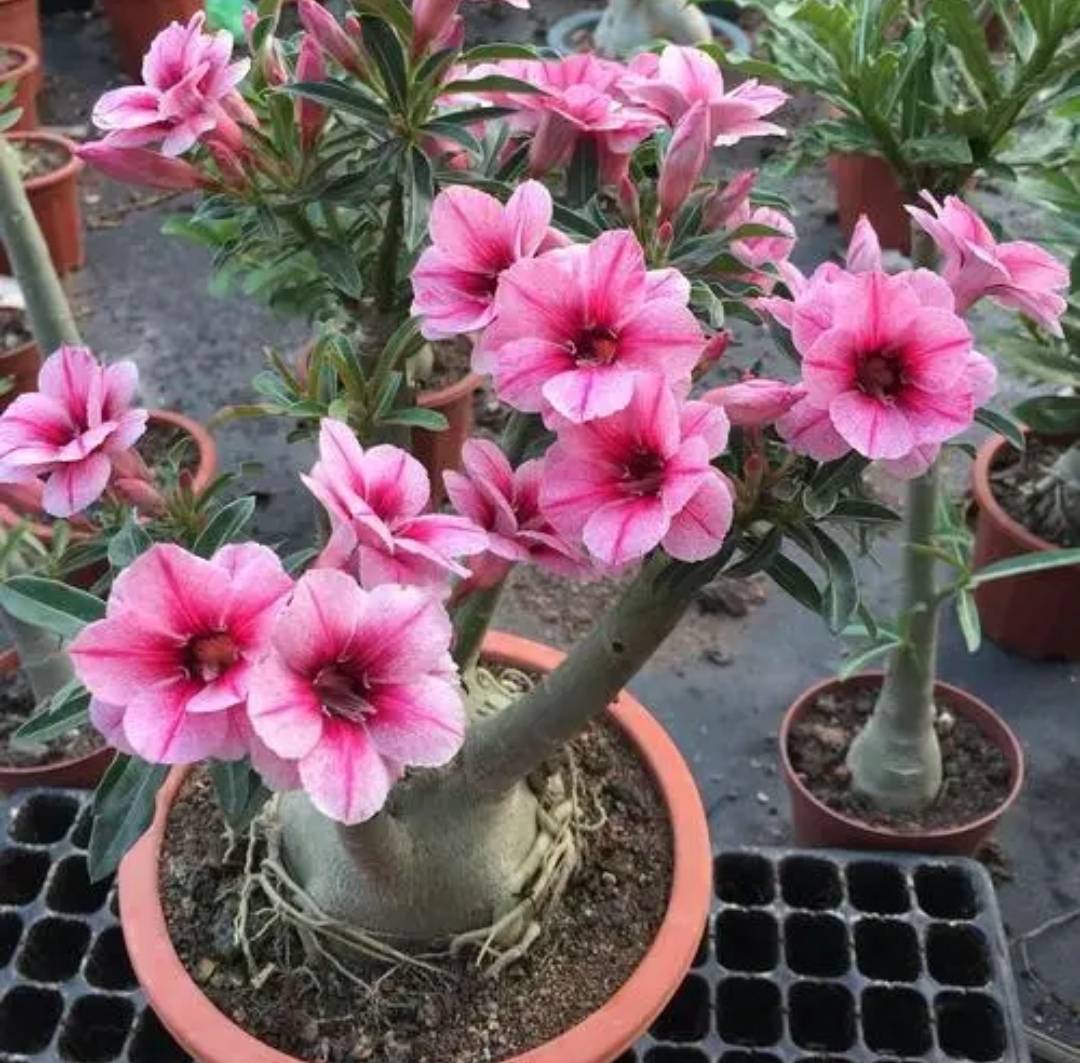 5種耐旱花,不喜歡澆太勤,旱著養更容易開花_養護_玉樹_枝葉