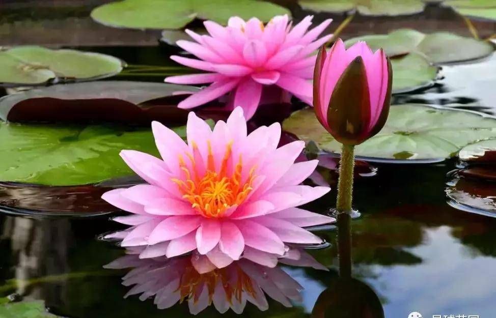 睡莲 碗莲 荷花的区别 脸盲症别犯了 王莲 水面 叶片