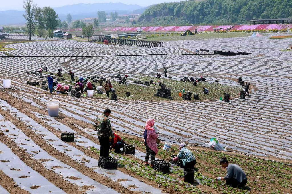 通化金江花海：百万株花苗待客来