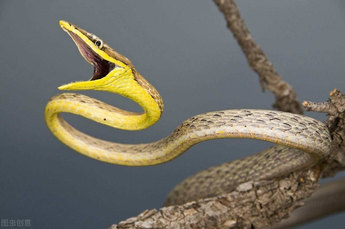 剧毒蛇王黑曼巴蛇,它是世上最恐怖的蛇之一,看完也不是那么怕了