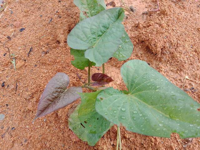 种植红薯有诀窍,"埋叶种植"缓苗快,长势好,在家也可以_枝条_土壤_时候