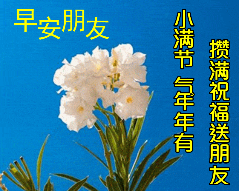 原创5月21日小满最漂亮清晨早上好动态表情祝福图片夏日早晨好动图美