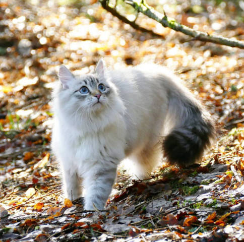 俄国猫品种图片