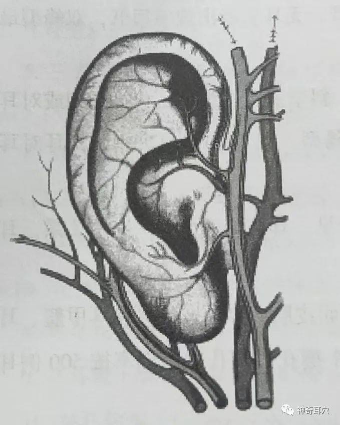 益康耳穴:耳郭的解剖结构,耳郭的血管以及耳郭的淋巴!_静脉_动脉_供应