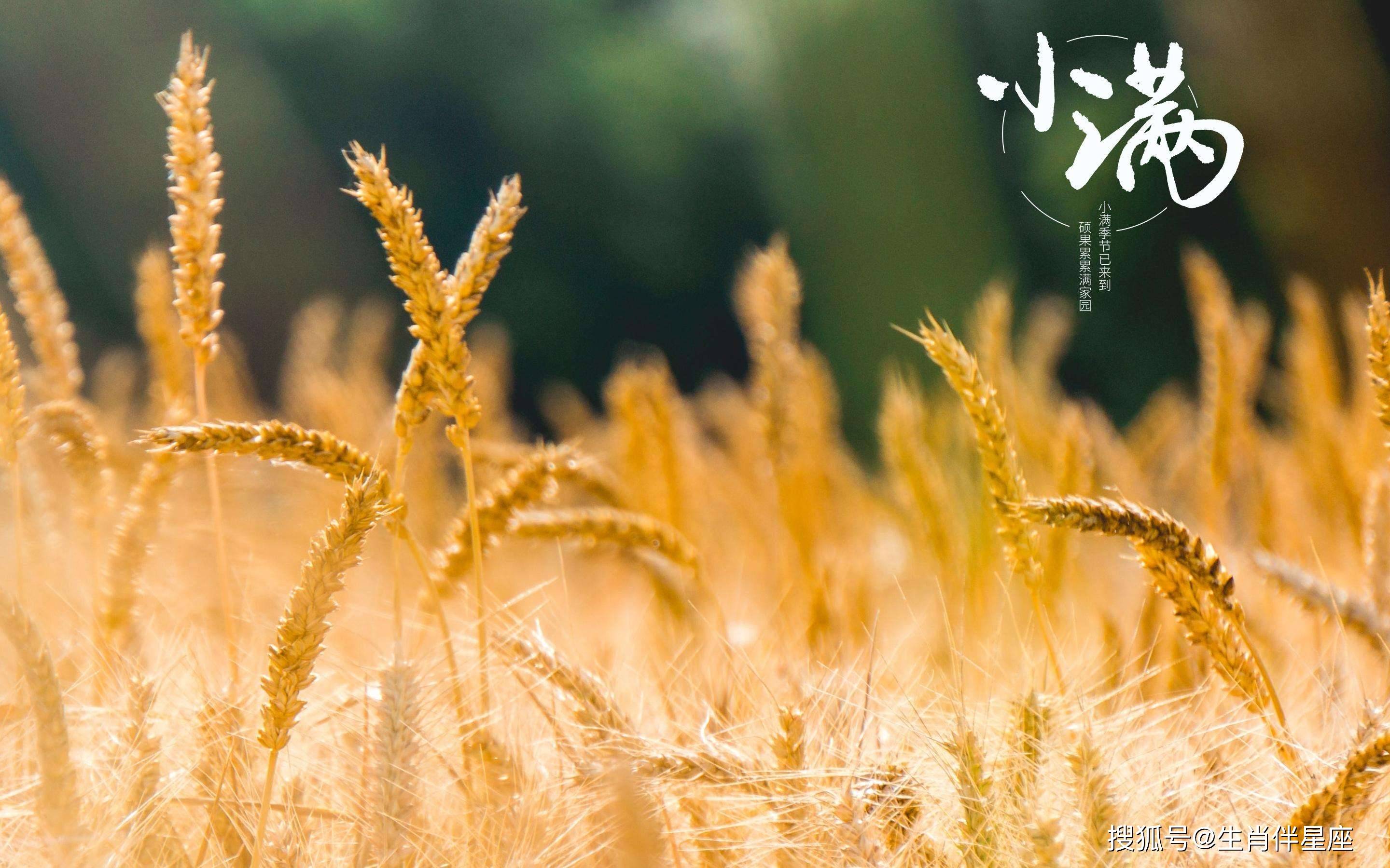 小满祝福语诗句关于小满的诗句古诗