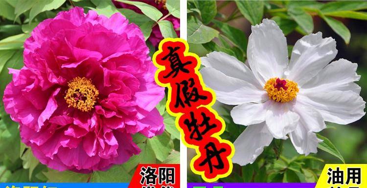 如何辨别真假观赏牡丹花苗?_凤丹_品种_枝条