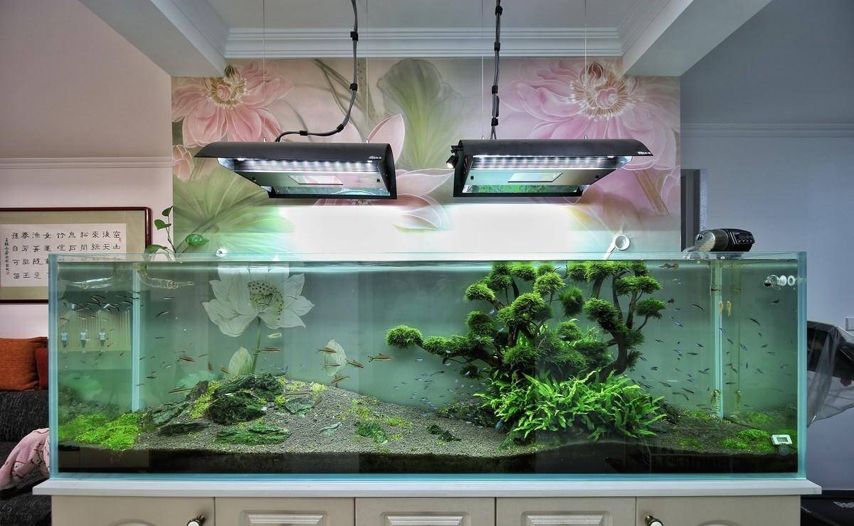 一遇爆藻就一脸恐慌 除褐藻干货收藏一下 还你个水清鱼靓 金鱼 藻类 国潮 一遇爆藻就一脸恐慌 除褐藻干货收藏一下 还你个水清鱼靓 金鱼 藻类 国潮