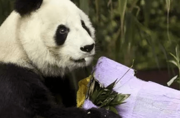 全球唯一不属于中国的熊猫，“一生都无法回来”，网友心疼不已