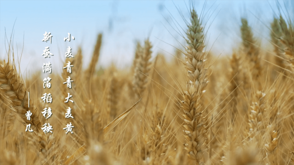 小满,绿叶成阴子满枝|阅读时光
