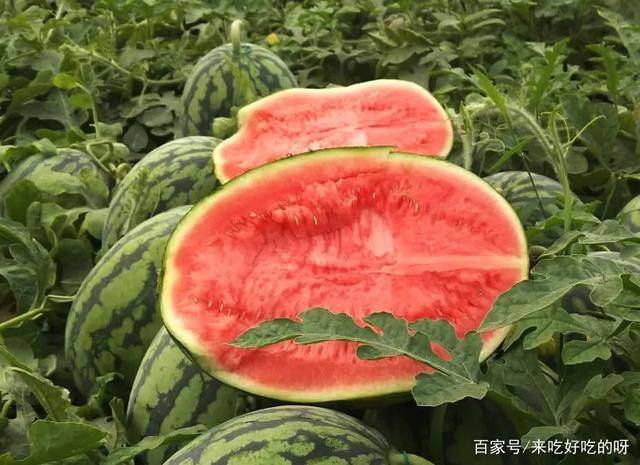 切这个西瓜,皮薄肉多,爆甜无籽,一口就上瘾_果肉_江苏东台_那口更