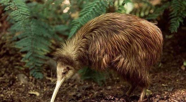 说它是鸟却没有翅膀和尾巴说它是兽却只有两条腿是啥奇葩