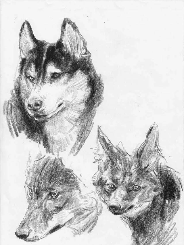 各种动物速写的临摹范本,不可错过的好素材!