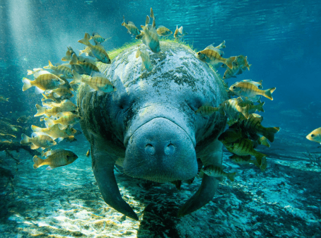 斯特拉海牛躲过了第四纪大灭绝却在人类发现后27年遭遇灭绝